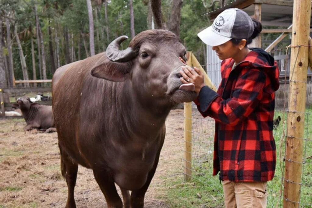 Water Buffalo Hat